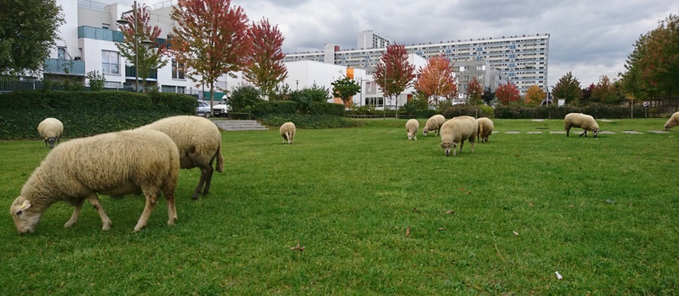 Transhumance