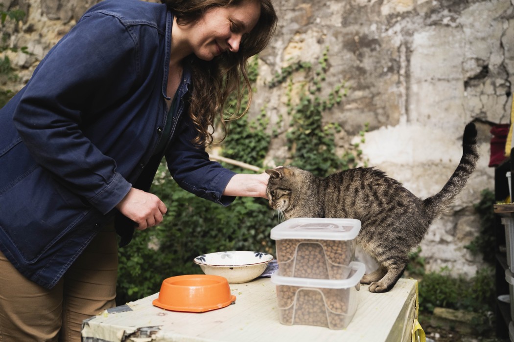 Chats des rues