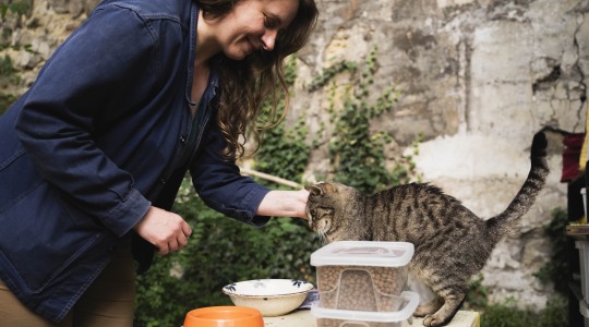Chats des rues